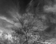 LSW photo003