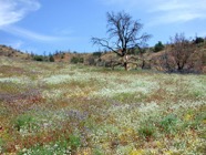 LSW photo224