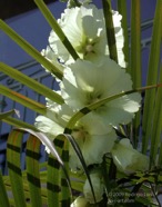 TF photo069